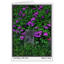 Dark Breeze in the Lilacs Cards