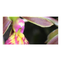 dark orchid photo greeting card