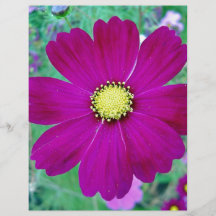 Dark Pink Cosmos flower Flyer