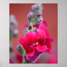 Dark Pink Magenta Red Snapdragon Flower Poster