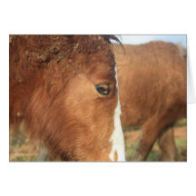 Dartmoor Ponies Greeting Cards