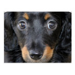 Daschund Puppy Dog Postcard
