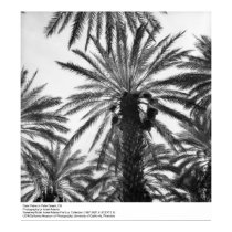 Date Palms in Palm Desert by Ansel Adams posters