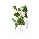 Datura inoxia postcard