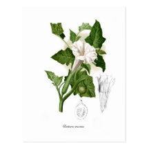 Datura inoxia postcard