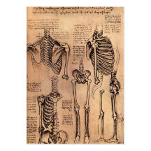 DaVinci Drawing of the torso Business Card