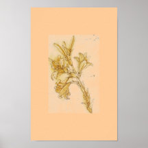 DaVinci Lily White Mat Print