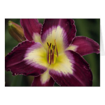 Daylily "Chinese Scribe" Card