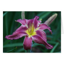 Daylily 'Spirit Folk' Greeting Cards