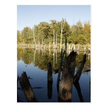 Dead Trees Post Card