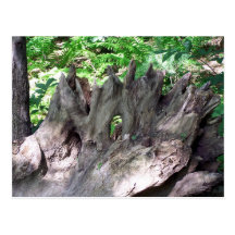 Dead Wood Postcard