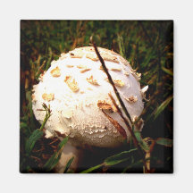 Death Angel Mushroom Refrigerator Magnets