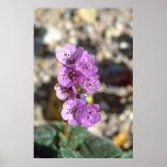 Death Valley Phacelia flowers Print