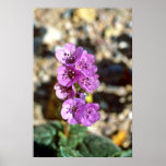 Death Valley Phacelia Poster