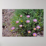 Death Valley - wildflowers flowers Print