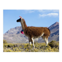 Decorated lama herd in the Puna, Andes mountains 2 Postcards