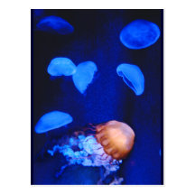 Deep Blue Sea Jellyfish Postcards