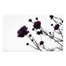 Deep Purple Photograph