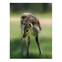 Deer are so sweet postcard