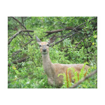 Deer at Necedah National Wildlife Refuge Canvas Prints