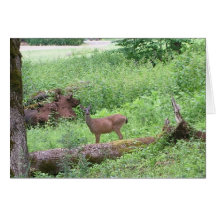 Deer at Oregon GArdens Card