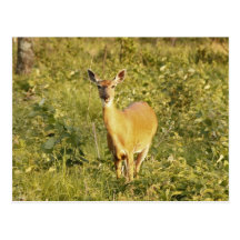 Deer Chewing Postcards
