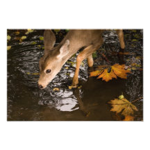 Deer Fawn in a Creek Art Photo