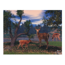 Deer Gathering Post Card