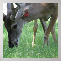 Deer Grazing Poster