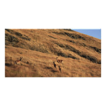 Deer Hill Photo Greeting Card