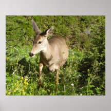 Deer In My Midst Poster