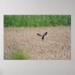 Deer in Tall Grass Posters