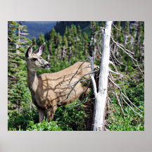 Deer in the Woods Poster