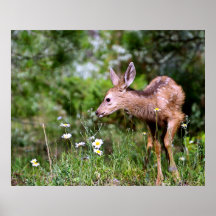 Deer on the Go Posters