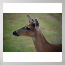Deer One Poster
