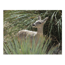 Deer Postcard