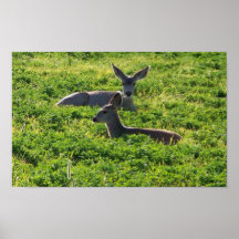 Deer Poster