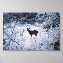 deer posters