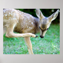 Deer - Scratch that Itch Posters