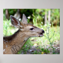 Deer Snacking Print