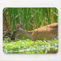 Deer Wekiwa springs Mouse Pad