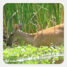 Deer Wekiwa springs Square Sticker