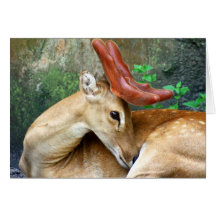 Deer with Felt Antlers Greeting Card