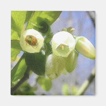 Delicate Blueberry Blossoms Fridge Magnets