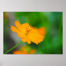 Delicate Orange Flower Framable Print