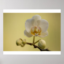 Delicate White Orchid Poster