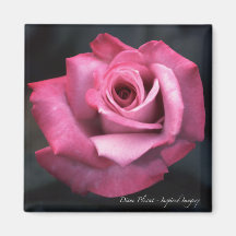 Delightful Bright Pink Rose Fridge Magnets