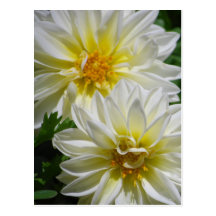 Delightful Dahlias Postcard