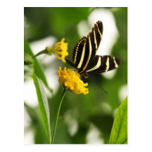 DELIGHTFUL STRIPES POSTCARDS