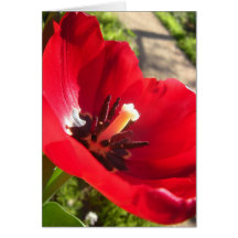Delightful Tulip Card